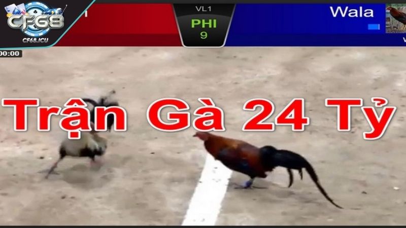 da ga 24 ty thoi gian Thời gian và địa điểm diễn ra trận đá gà 24 tỷ kịch tính